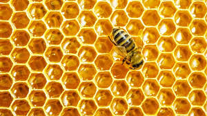 Le savon Miel & Cire d'abeille : des vertus protectrices et adoucissantes