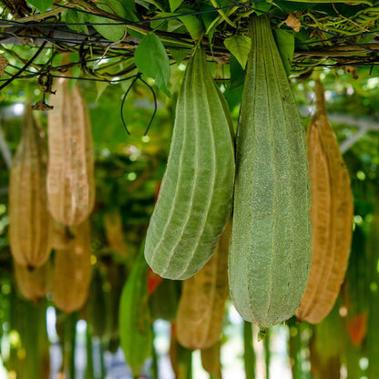 Luffa : L'Exfoliant Naturel Par Excellence